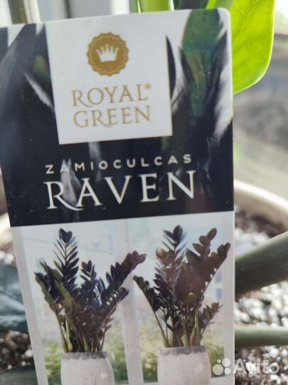 Замиокулькас черный равен