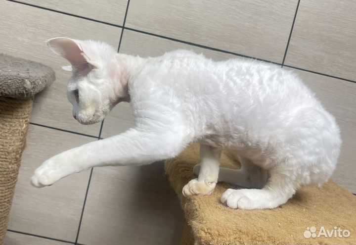 Девон-рекс кошка