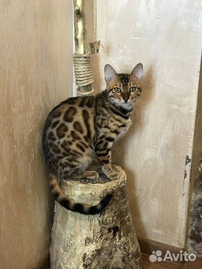 Бенгалтская кошка