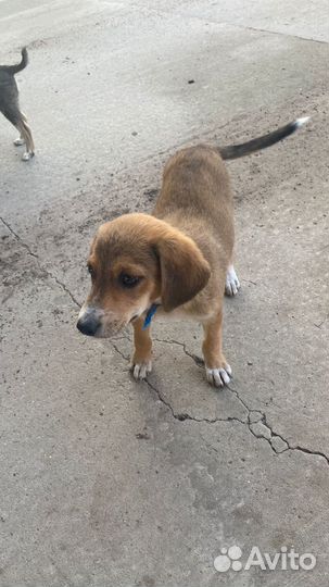 Двортерьер