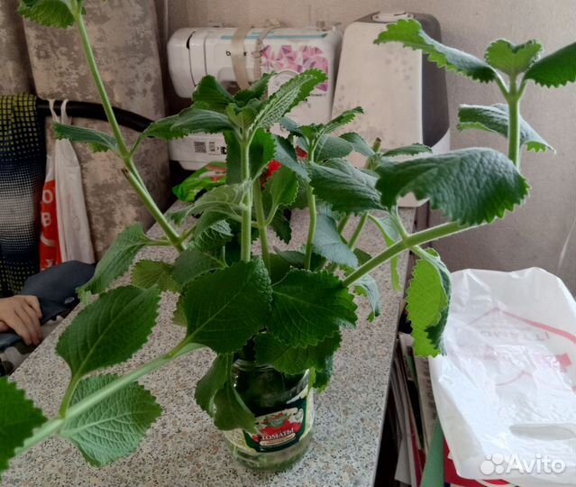 Домашняя мята