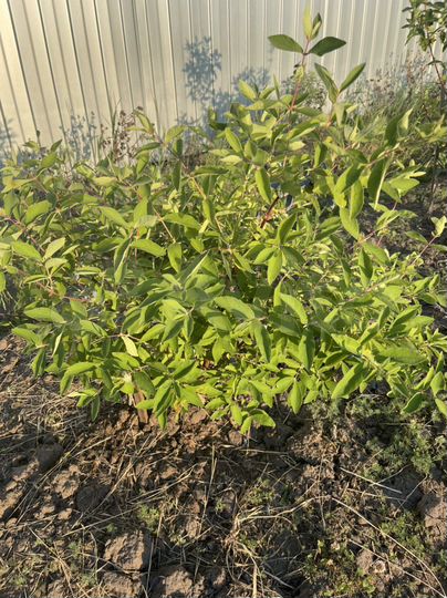 Дом 30 м² на участке 7 сот.