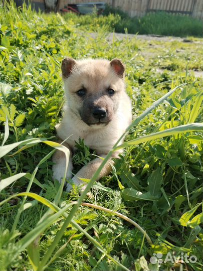 Щенки западно сибирской лайки