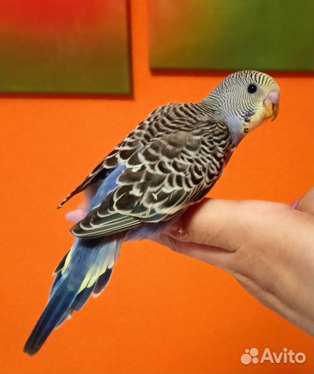 Волнистый попугай птенцы