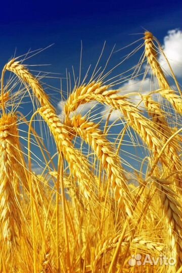Пшеница ячмень овес
