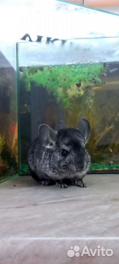 Шиншилла