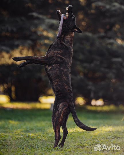 Выгул, дрессировка, передержка собак