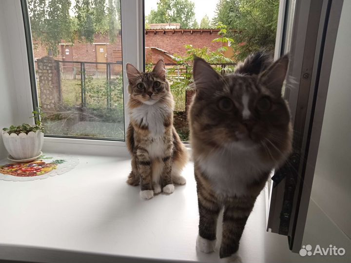 Сибирские котята