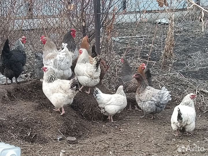 Инкубационное яйцо