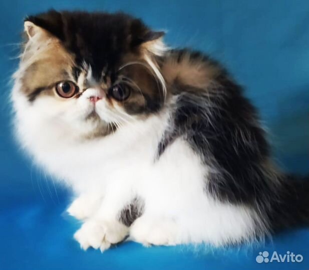 Персидский котенок