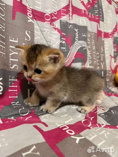 Шотландская элитная золотая девочка