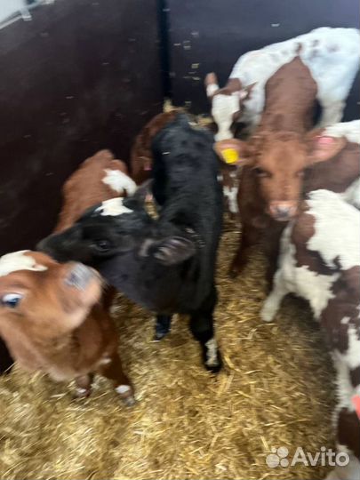 Телята бычки скот с доставкой до двора