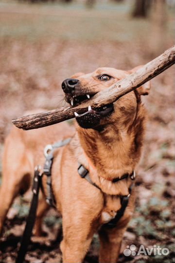 Рыжий щенок в добрые руки бесплатно