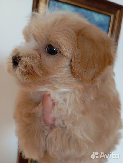 Мальтипу мини и микро