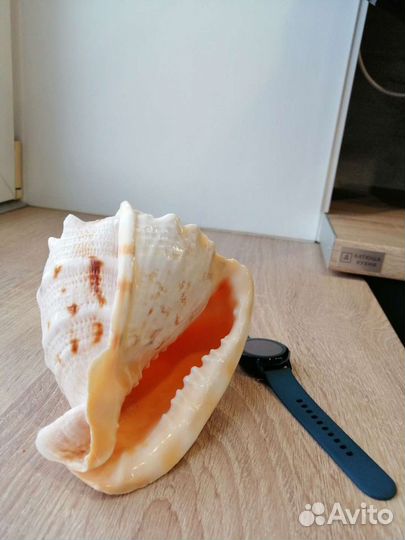 Ракушка морская большая