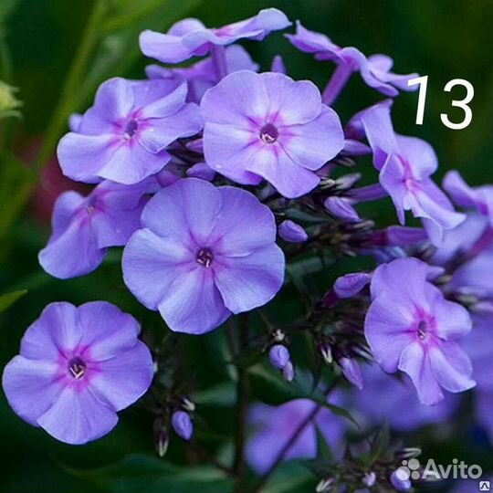 Флоксы многолетние