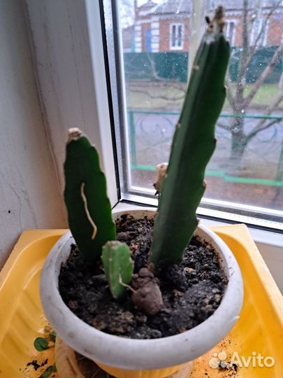 Комнатные растения