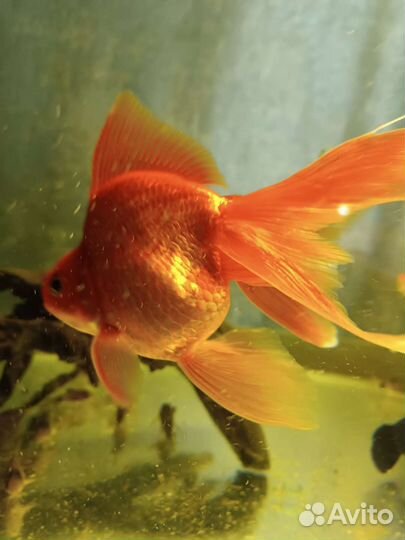 Аквариумные рыбки