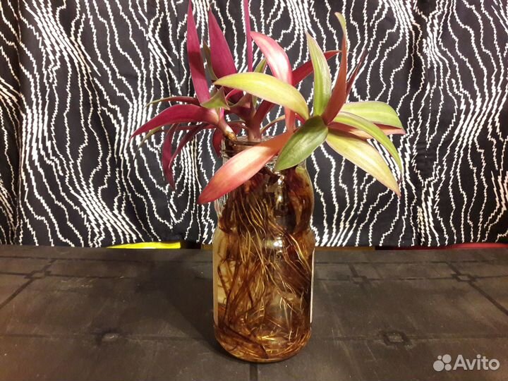 Отростки комнатных цветов