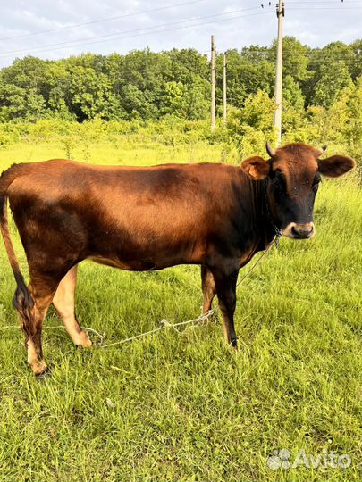 Корова дойная и 2 телки