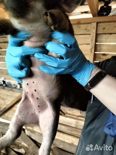 Поросята венгерской мангалицы