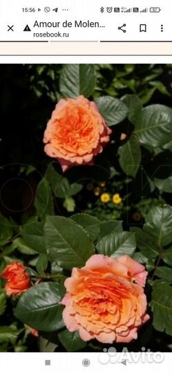 Роза Франция