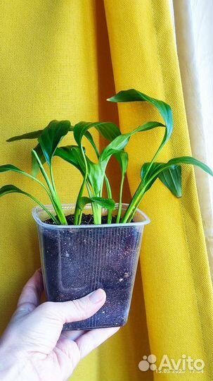 Спатифиллум Алана Шопен