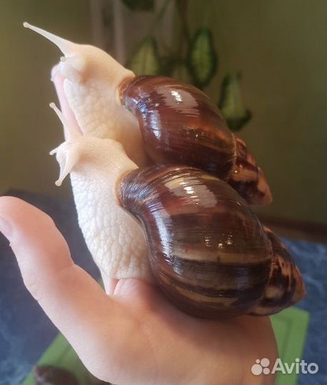 Улитки ахатины ретикулята малыши