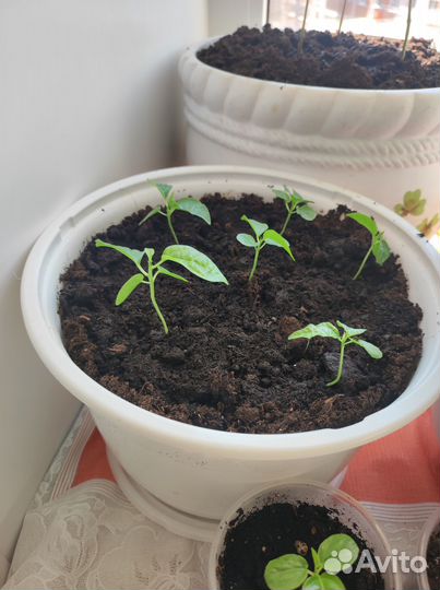 Рассада маракуйя (пассифлора съедобная)