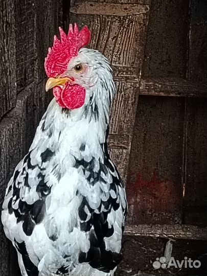 Молодые петухи