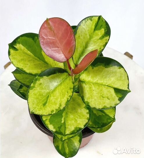 Хойя australis Lisa