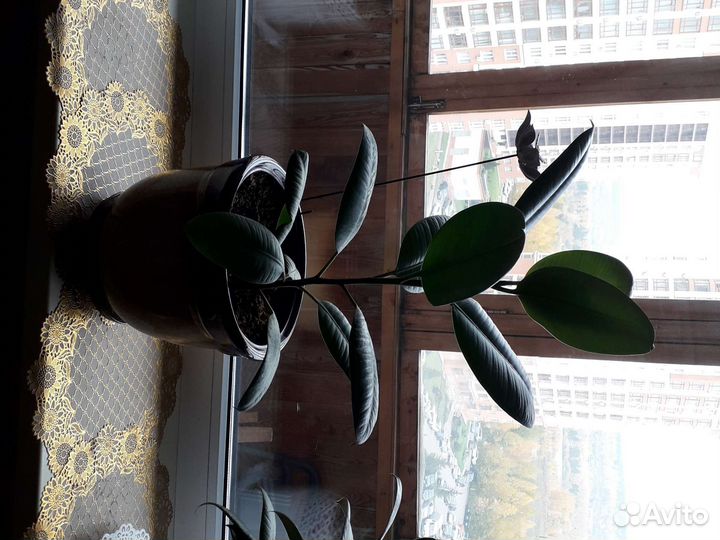 Фикус крупнолистный