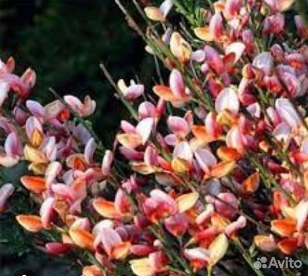 Ракитник Зеландия