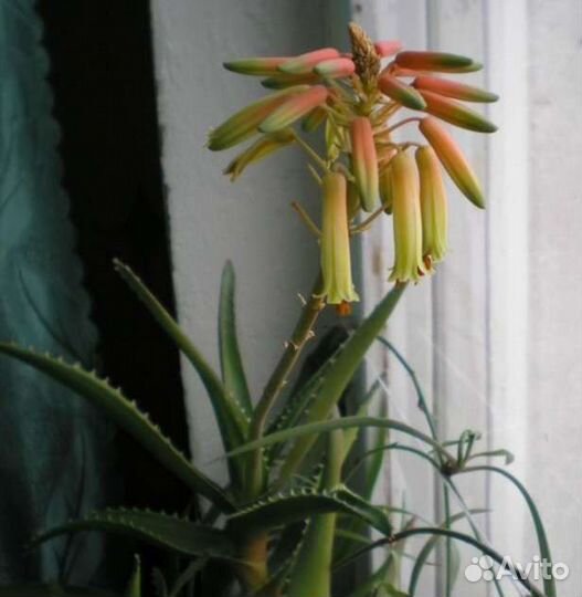 Алоэ осистое