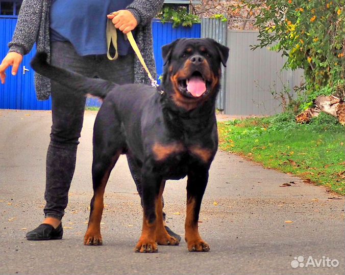 Щенки ротвейлера
