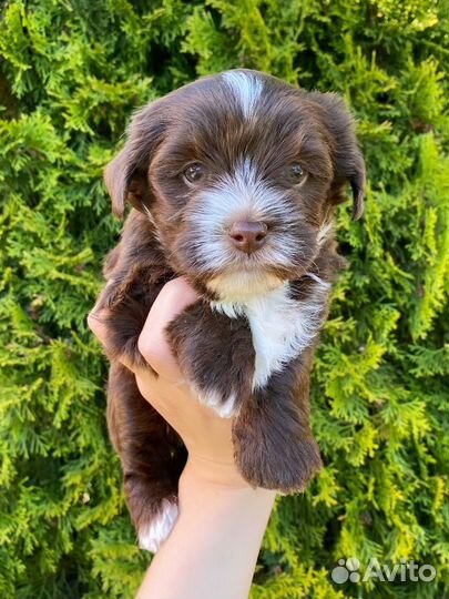 Девочка Шоколадный Йорк