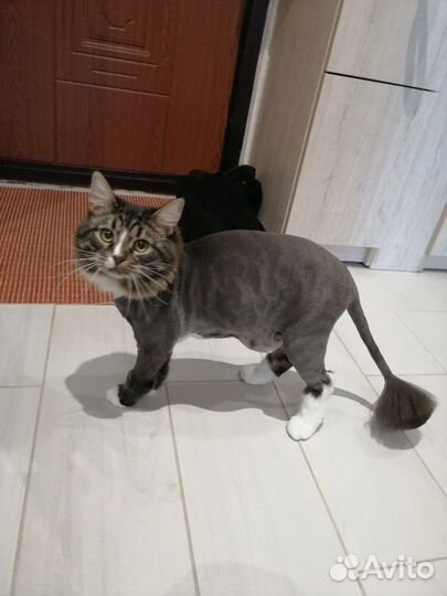 Стрижка кошек и собачек