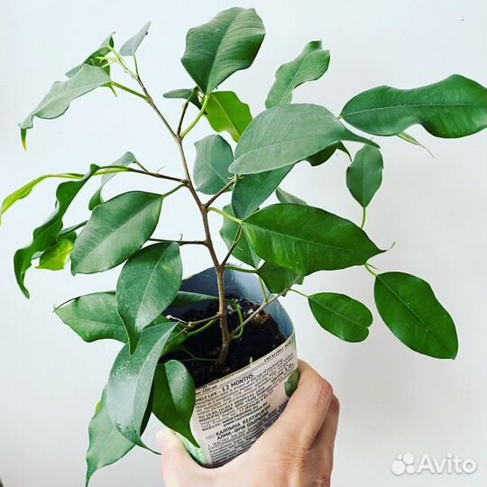 Фикус Бенджамина