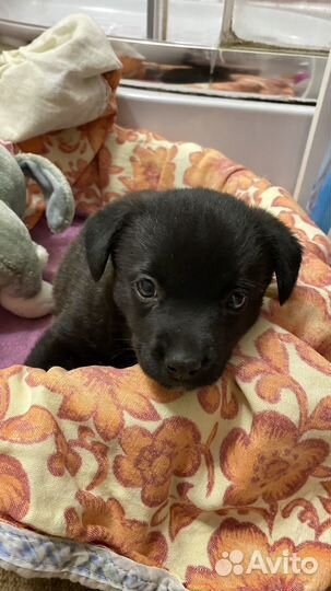 Собака в добрые руки щенок