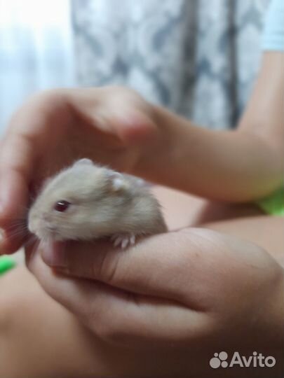 Дженгарские хомячки Отдам за шоколадку