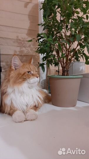 Передержка животных