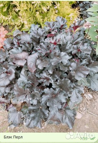 Гейхеры сортовые из моего сада