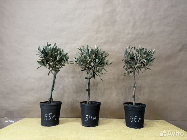 Оливковое дерево