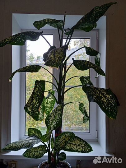 Комнатные цветы