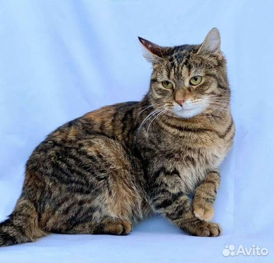 Кошка в дар бесплатно