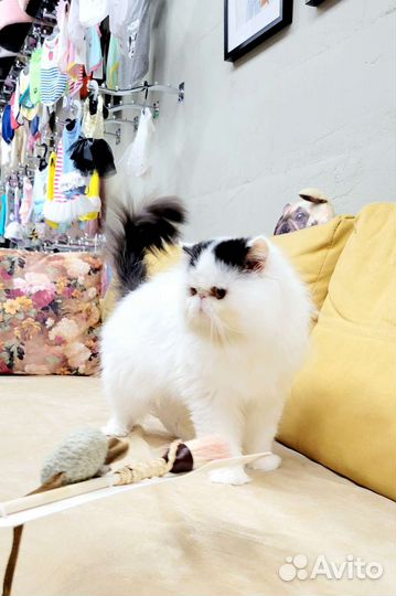 Персидский кот