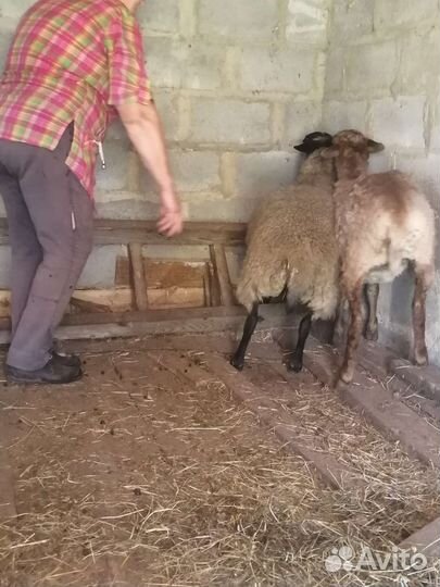 Овцы бараны