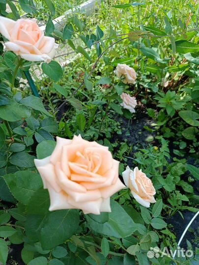 Розы букет 5 шт