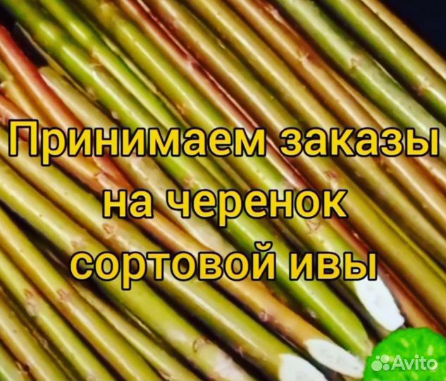 Черенок сортовой ивы Американка гигантская