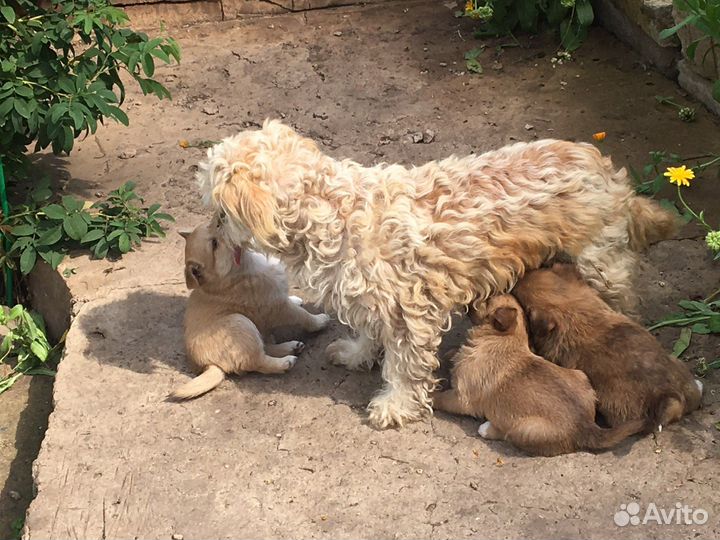 Йоркширский терьер
